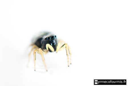 Heliophanus cupreus sur un fond blanc, il s'agit d'une femelle d'araignée sauteuse (Salticidae) noire et jaune.