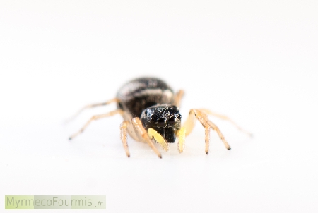 Petite araignée sauteuse noire avec des pattes et des pédipalpes jaunes, et un corps noir avec une bande et des points blancs sur l'opistosoma (abdomen). 