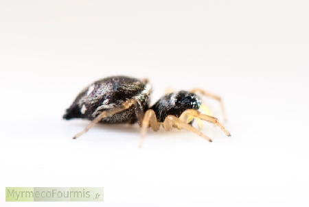 Heliophanus cf cupreus, une petite araignée sauteuse noire à pattes jaunes avec des points blancs sur l'abdomen.