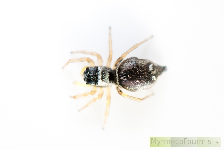 Araignée sauteuse Heliophanus cf cupreus noire avec une bande blanche sur le thorax et des pattes beiges.