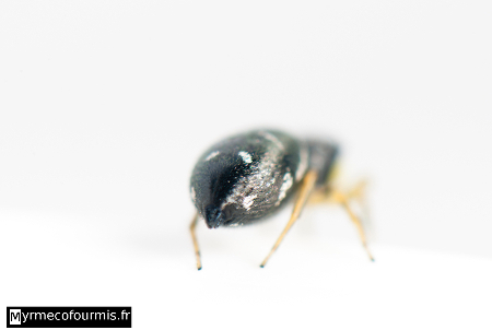Femelle d'araignée sauteuse de la famille des Salticidae, abdomen noir à points blanc.