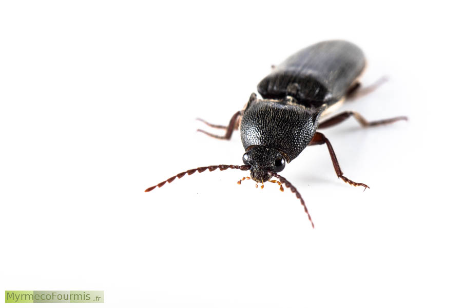 Hemicrepidius hirtus, l'Hémicrépide hirsute, un coléoptère Elateridae (taupin) au corps entièrement noir. Photo macro sur fond blanc de face.