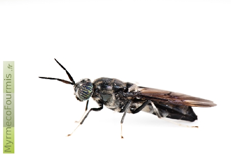 Hermetia illucens, mouche soldate noire "black soldier fly" est une mouche dont la larve se développe dans le compost et qui est utilisée pour nourrir les animaux d'élevages. Cette mouche est de grande taille et ressemble un peu à une guêpe noire.