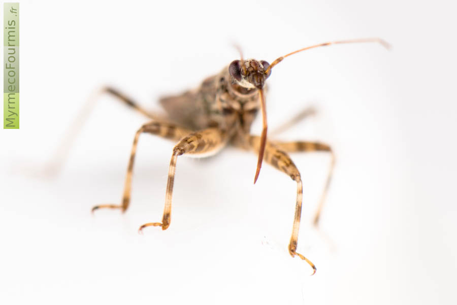 Photo sur fond blanc d’une punaise myrmécomorphe Himacerus mirmicoides, qui ressemble à une fourmi. De face, macrophotographie. JPEG - 168.1 ko