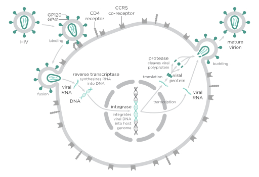 Cycle de réplication du virus du VIH responsable du SIDA par Thomas Splettstoesser, CC Attribution-Share Alike 3.0 Unported. JPEG - 67.6 ko