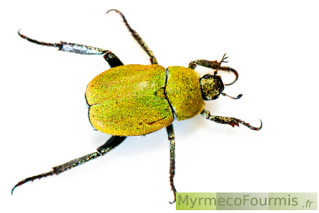 Photographies d'un coléoptère (scarabée) jaune de l'espèce Hoplia argentea aussi appelé hoplie argenté. Le dessus est jaune doré irisé de vert, le dessous du corps est gris métallique voir argenté.