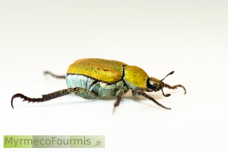 L'hoplie argenté est un coléoptère de la famille des scarabées. Son nom scientifique est Hoplia argentea. Sur cette photographie on voit un hoplie argenté de profil, avec ses élytres jaunes dorés et le dessous de son corps argenté avec des reflets bleus.