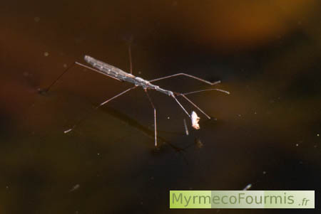 L'hydromètre, un insecte capable de marcher sur l'eau des mares.