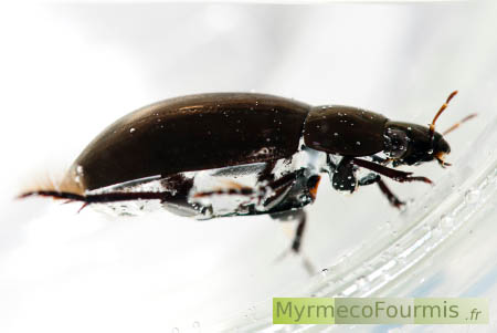 Grand hydrophile noir de profil (Hydrophilus pistaceus), c'est un coléoptère aquatique brun foncé et noir, détritivore et herbivore à l'état adulte. Macrophotographie sur fond blanc dans l'eau.