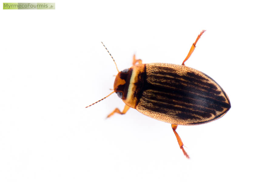 Hygrotus impressopunctatus, un insecte de l’ordre des coléoptères et de la famille des dytiques. Petite taille, de couleur blanc, roux, fauve, beige et noir. JPEG - 146.9 ko