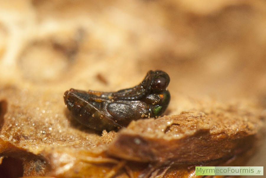 La nymphe d'un insecte de l'ordre des hyménoptères et de la famille des Torymidae. Cette es[èce parasite d'autres hymémoptères, ici un Cynipidae.