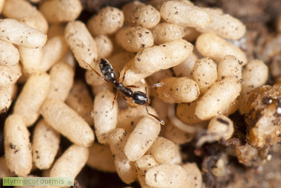 Hypoponera eduardi, petite fourmi noire endogée (qui vit dans le sol) de la sous-famille des Ponerinae, seule sur un tas de cocon de couleur beige.