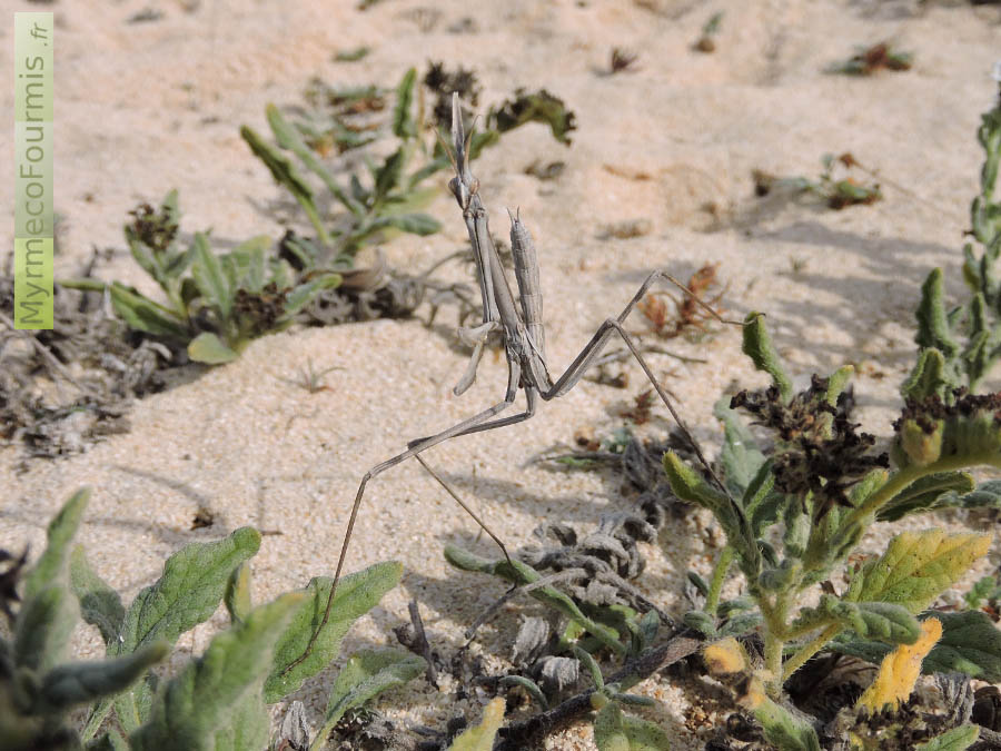 Macrophotographie d'un jeune male, une mante de l'espèce Hypsicorypha gracilis. Pris en photo sur l'Île de Fuerteventura aux Îles Canaries, sur les dunes de sables des grandes plages du parc naturel de Corralejo.