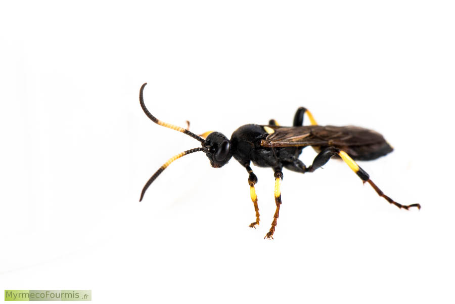 Macrophotographie sur fond blanc de profil d'un Hyménoptère, Ichneumonidae de l'espèce Ichneumon crassifemur. Cette guêpe solitaire noir possède des anneaux blancs et jaunes sur les pattes et les antennes.