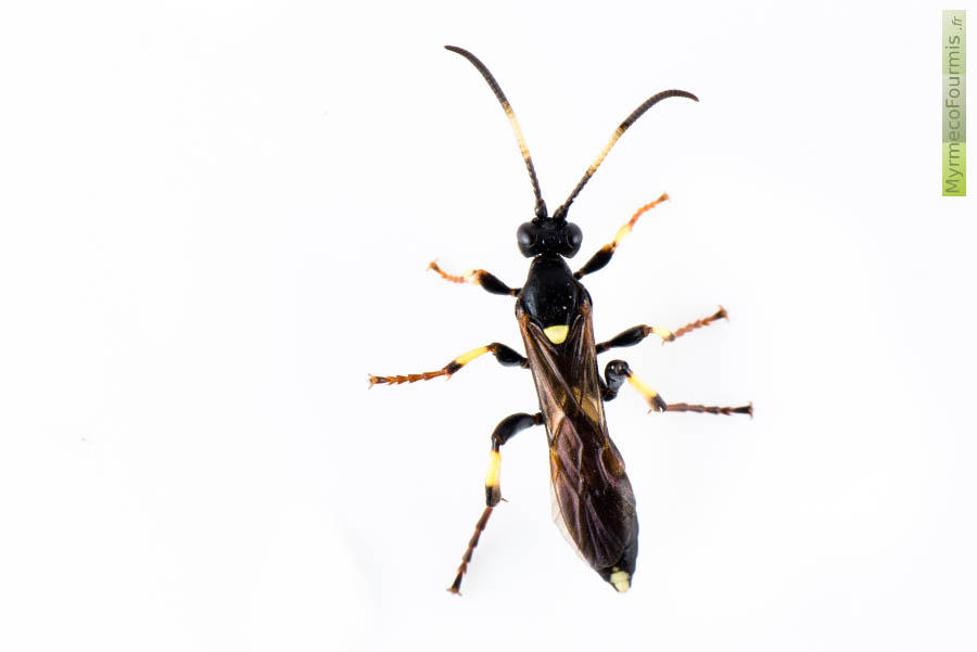 Macrophotographie sur fond blanc, vue de dessus, de Ichneumon crassifemur, un Hymenopètre de la famille des Ichneumonidae, au corps noir et jaune (pattes et antennes annelées).