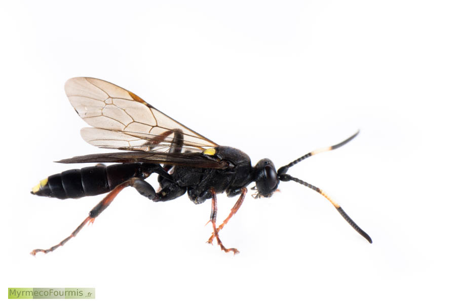 Photographie macro sur fond blanc d’un Ichneumon inquinatus (Hymenoptera, Ichneumonidae). Les antennes sont annelées de blanc, mais les pattes sont couvertes de taches rousses mal délimitées. JPEG - 159 ko