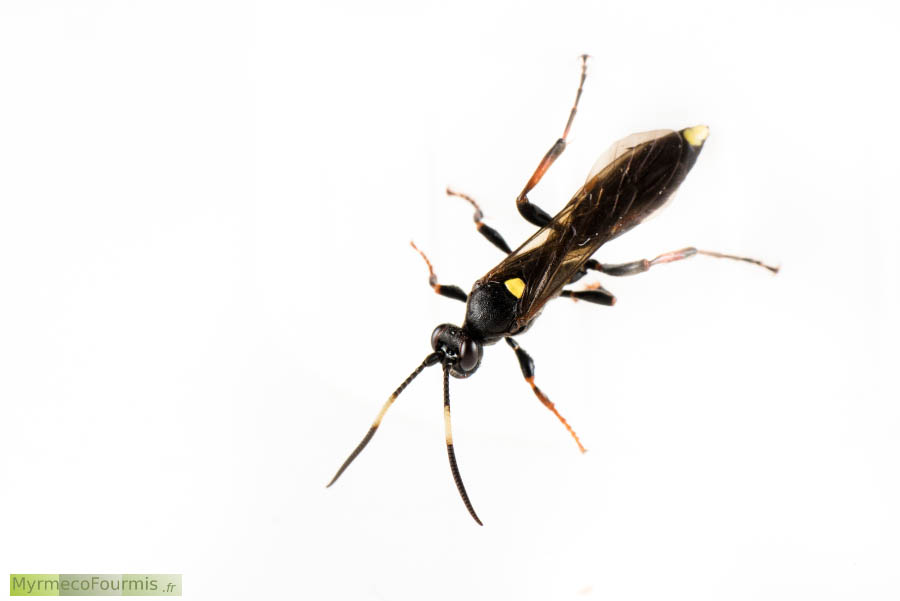 Photographie macro vue de dessus de l'espèce d'Ichneumonidae (Hymenoptera, guêpe solitaire) Ichneumon inquinatus. Cet hyménoptère est noir et jaune avec des pattes rousses.