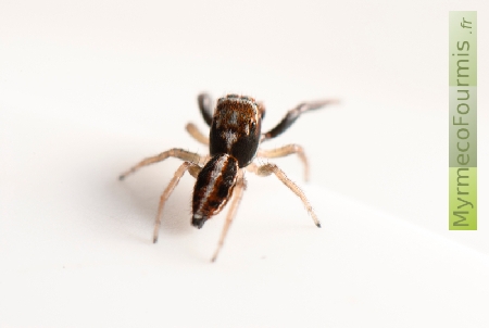 Petite araignée sauteuse colorée du noir au brun clair en passant par le rouge brique, qui possède une ligne blance sur l'opistosoma qui se prolonge sur le prosoma.