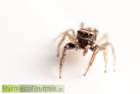 Icius subinermis (Salticidée) est une araignée sauteuse aux yeux noirs et au corps blanc et brun.