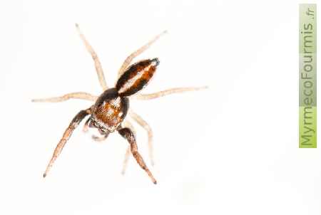 Araignée sauteuse (Salticidae) Icius subinermis. Cette araignée est brune blanche et noire, avec un abdomen vu de dessus avec une ligne centrale blanche entourée de rouge et de noir.