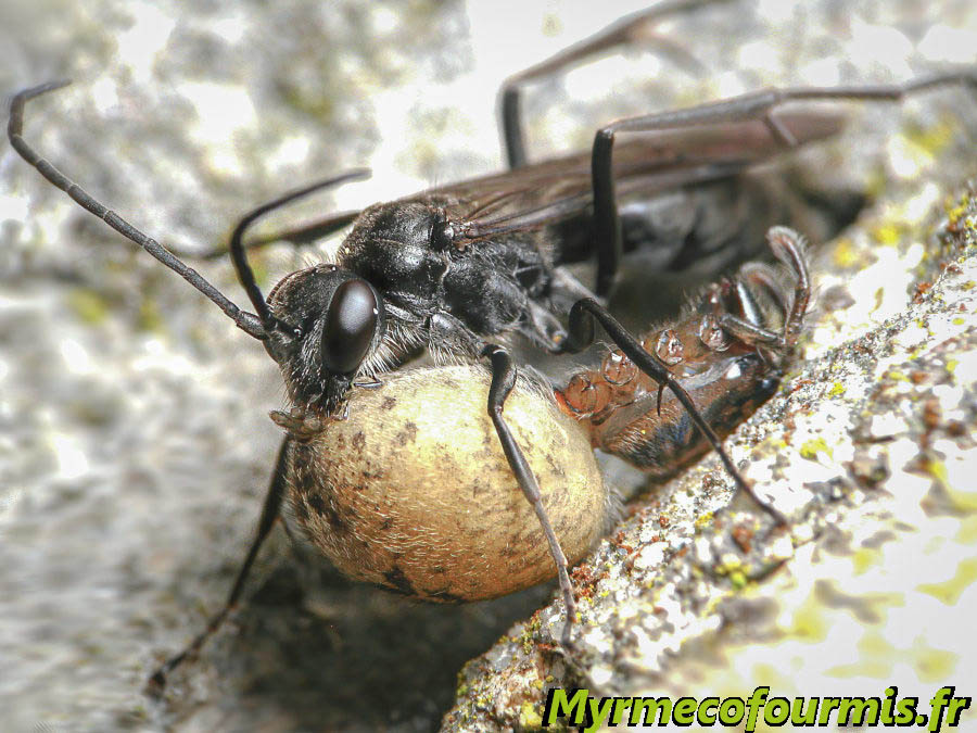 Un pompile (guêpe solitaire qui paralyse les araignées) transporte une araignée paralysée vers son nid, après lui avoir coupé les pattes. Hymenoptera, Pompilidae, Auplopus carbonarius.
