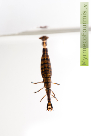La larve de dytique est un insecte aquatique. Les dytiques sont des coléoptères vivant dans l'eau à l'état larvaire et en grande partie à l'état adulte (imago).