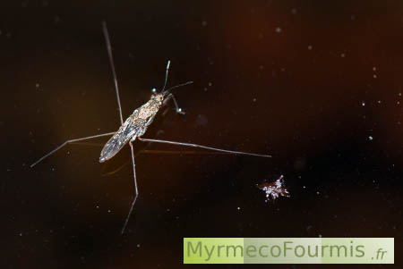 Insecte flottant : Araignée d'eau