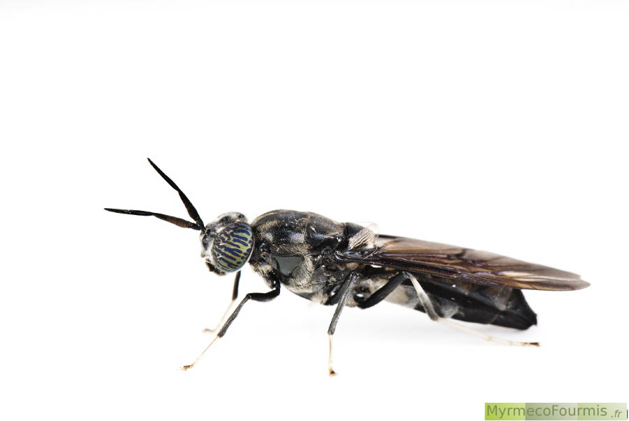 Insecte possédant six paires de pattes, mouche noire sur fond blanc, Hermetia illucens.