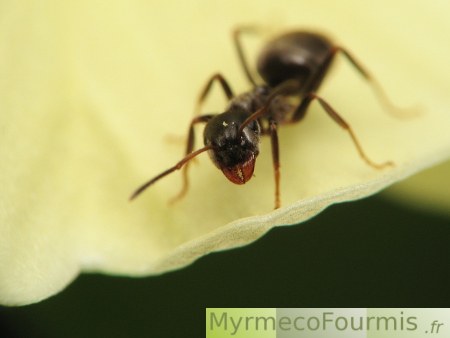 Pollen sur la tête d'une fourmi noire.