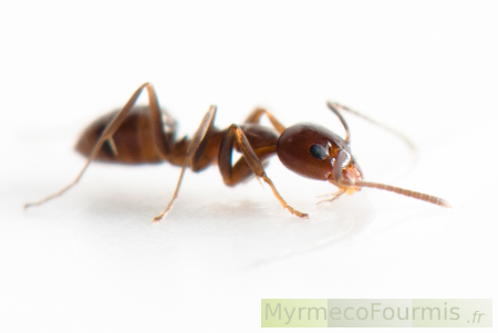 Les fourmis d'Argentine rentrent souvent dans les maisons, dans les placards, derrière les murs et dans les fissures.