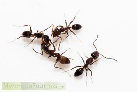 Invasion de fourmis d'Argentine dans la maison, photo de quatre fourmis sur fond blanc.