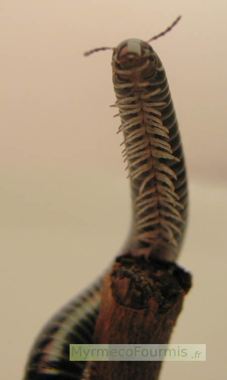 Une ile ou mille-pattes diplopode noir se tenant debout révélant ses dizaines de pattes blanches.
