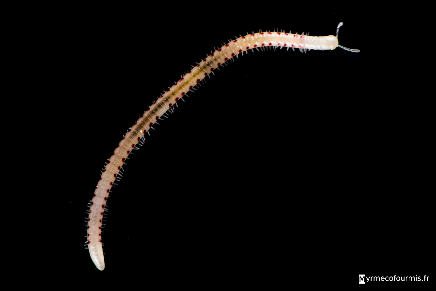 Blaniulus guttulatus, un diplopode qui vit dans le sol des forêts et des champs ou il se nourrit de matière en décomposition. Il est ornementé de taches roses et rouges sur les flancs, le reste du corps est blanc ou jaune. Sa longueur est variable, généralement de 1 à 2 centimètres et très fin (Arthropoda, Myriapoda, Diplopoda, Iulida, Blaniulidae, Blaniulus guttulatus). JPEG - 82.3 ko