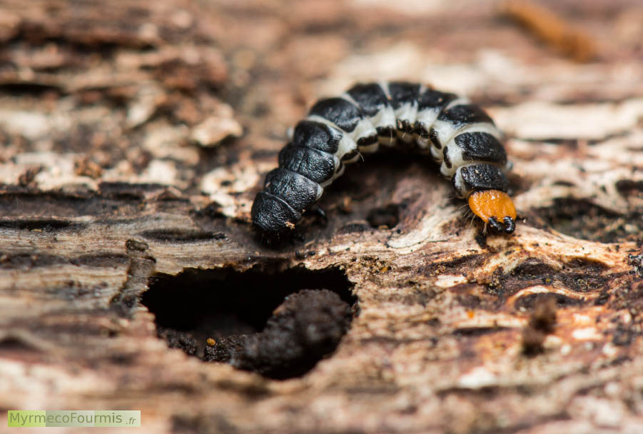 Macrophotographie d’une larve de coléoptère de l’espèce Lygistopterus sanguineus, la lycie sanguine. La larve est noire, blanche et orange sur fond de bois mort. JPEG - 566.3 ko