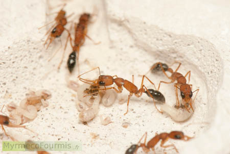 Larves et cocons dans le nid des fourmis de l’espèce Harpegnathos saltator. JPEG - 170.6 ko