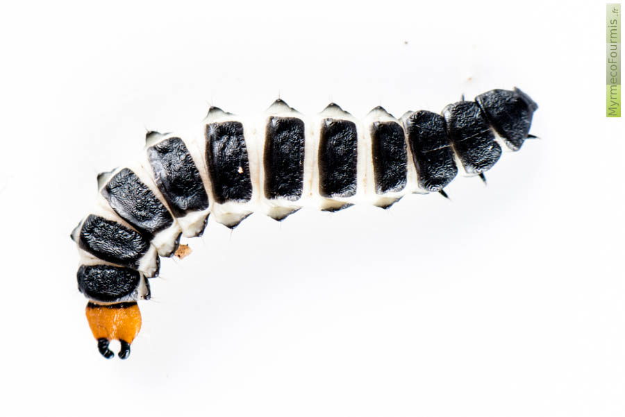 Photographie macro sur fond blanc vue de dessus d'une larve orange, noire et blanche d'un coléoptère du nom de Lygistopterus sanguineus ou Lycie sanguine.