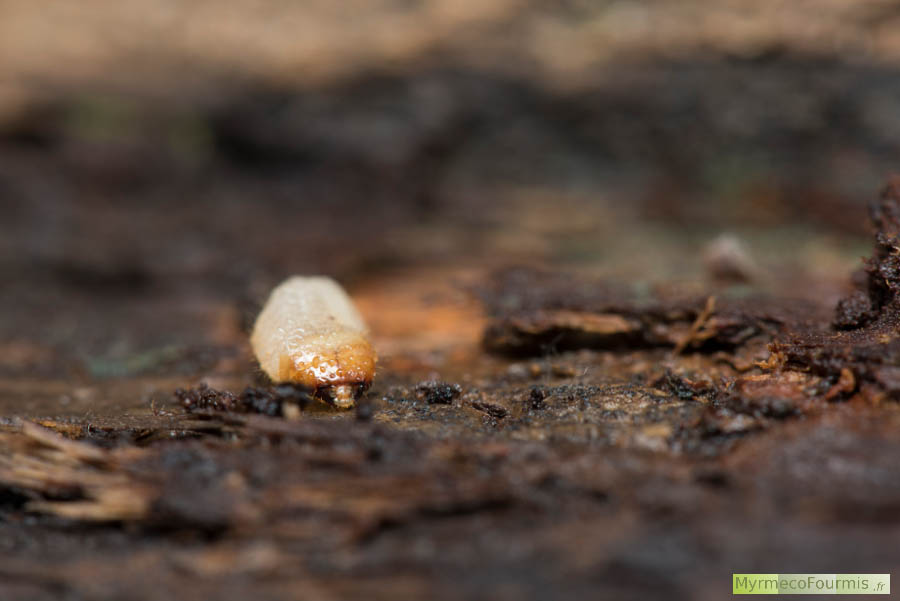 Photographie de face d’une larve de coléoptère cerambycidae du genre Rhagium. Cette grosse larve a une tête orangée, un corps blanc avec des soies à l’arrière du pronotum et des ampoules ambulatoires très marquées. JPEG - 372.4 ko