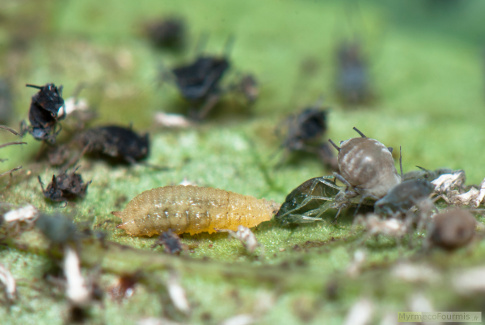 Photo d’une larve de syrphe mangeant un puceron. JPEG - 64.3 ko