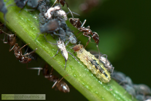 Cette larve de syrphe installée dans une colonie de pucerons passe inaperçue pour les fourmis. JPEG - 65.8 ko