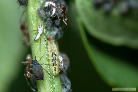 Une larve de syrphe mangeant un puceron. JPEG - 52.6 ko