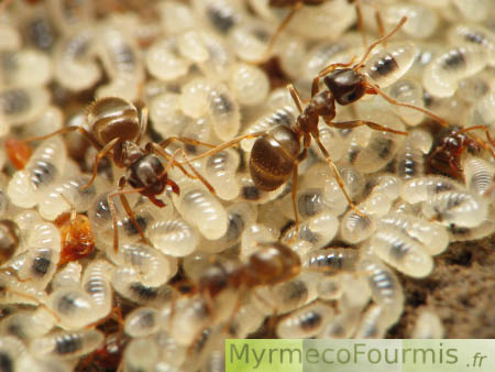 Trois fourmis ouvrières prennent soin des larves dans la fourmilière.