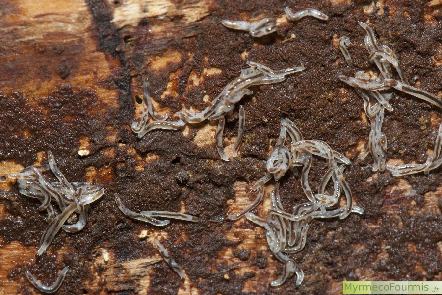 Petites larves blanches probablement de diptères se nourrissant de bois en décomposition sous l’écorce d’un arbre. Larve de mouches. JPEG - 861.5 ko