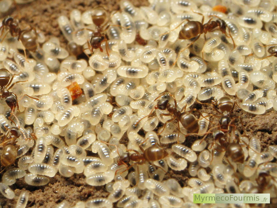 Des fourmis prennent soin de leurs larves blanches et noires à l’intérieur du nid. Il s’agit de l’espèce Lasius alienus. JPEG - 217.4 ko