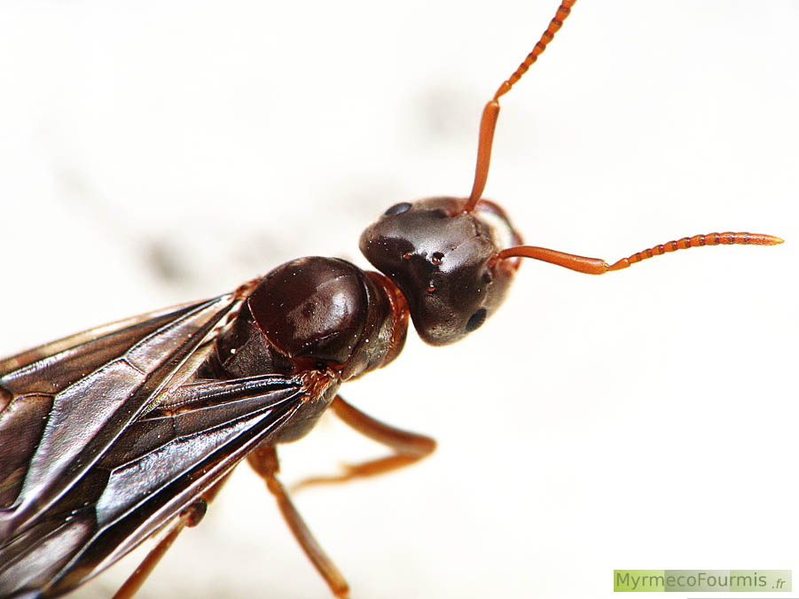 Photographie en gros plan sur fond blanc d’une princesse fourmi (reine fourmi avant l’essaimage) de l’espèce Lasius distinguendus dite à fondation dépendante. Les reines de cette espèce de fourmis parasites d’autres fourmis doit s’introduire dans un nid d’une espèce de Lasius hôte et tuer la reine en place pour fonder sa propre coloie. Elle appartient au sous-genre Chtonolasius. Cette fourmi est de couleur brune avec des ailes fumées à la base. JPEG - 407.6 ko