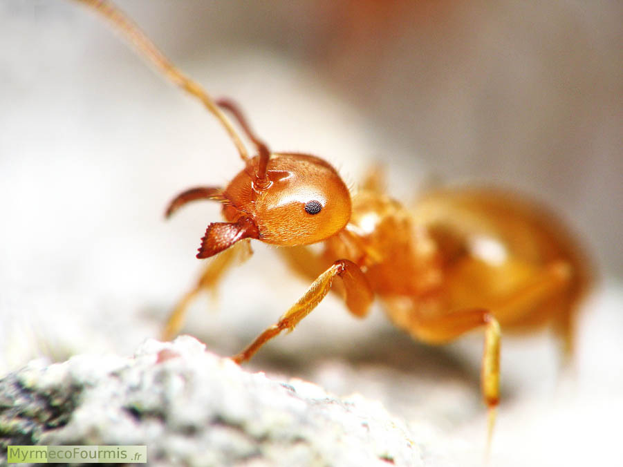Photographie d’une fourmi ouvrière de couleur orange avec un oeil noir et des mandibules rouges de l’espèce Lasius distinguendus. Alsace, Haut-Rhin, Juillet 2009. JPEG - 573.1 ko