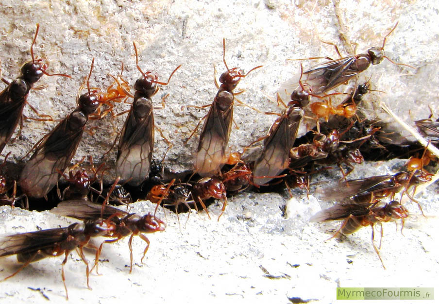 Macrophotographies d’un groupe de fourmis princesses et ouvrières avant un essaimage. On voit des princesses de couleur brune avec des ailes fumées et une large tête en compagnie d’ouvrière jaunes orangées, postées à l’entrée du nid, une crevasse entre deux pierres. Les reines de cette espèce sont dites à fondation dépendante. JPEG - 632 ko