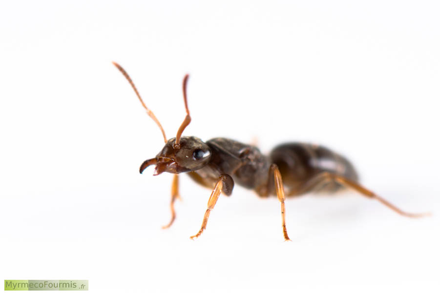 Macrophotographie sur fond blanc d’une reine fourmi de l’espèce Lasius mixtus (Chtonolasius) dite à fondation dépendante car cette reine doit parasiter un autre nid du genre Lasius si elle veut fonder sa propre colonie. JPEG - 156.4 ko