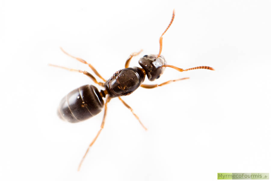Photographie macro sur fond blanc d’une reine fourmi à fondation dépendante vue de dessus. On distingue la tête très large de cette reine appartenant au sous-genre des Chtonolasius, des fourmis dont les reines sont parasites d’autres fourmis du genre Lasius. JPEG - 158.5 ko