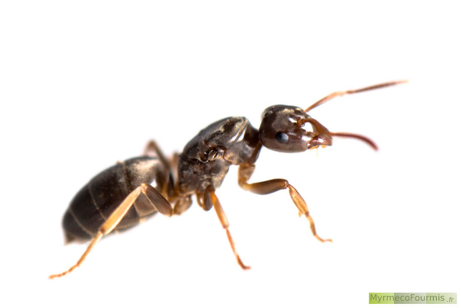 Photographie du profil d’une reine fourmi sur fond blanc. Cette reine de couleur brune jaunâtre doit parasiter une autre colonie de fourmis si elle veut fonder sa propre colonie. Elle appartient à l’espèce Lasius mixtus et au sous-genre Chtonolasius qui regroupe les espèces du genre Lasius chez qui les reines sont dites à fondation dépendante. JPEG - 118.2 ko