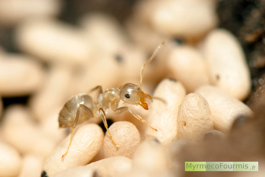 Macrophotographie d’une fourmi de l’espèce Lasius niger qui vient juste d’émerger de son cocon et est de couleur blanche. Elle marche sur un tas de cocons de fourmis dans sa fourmilière creusée dans la terre. JPEG - 464.9 ko